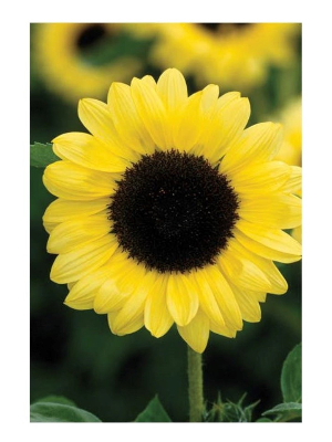 Sunflowers stand tall, strong, and hopeful; just like ALS Patients do